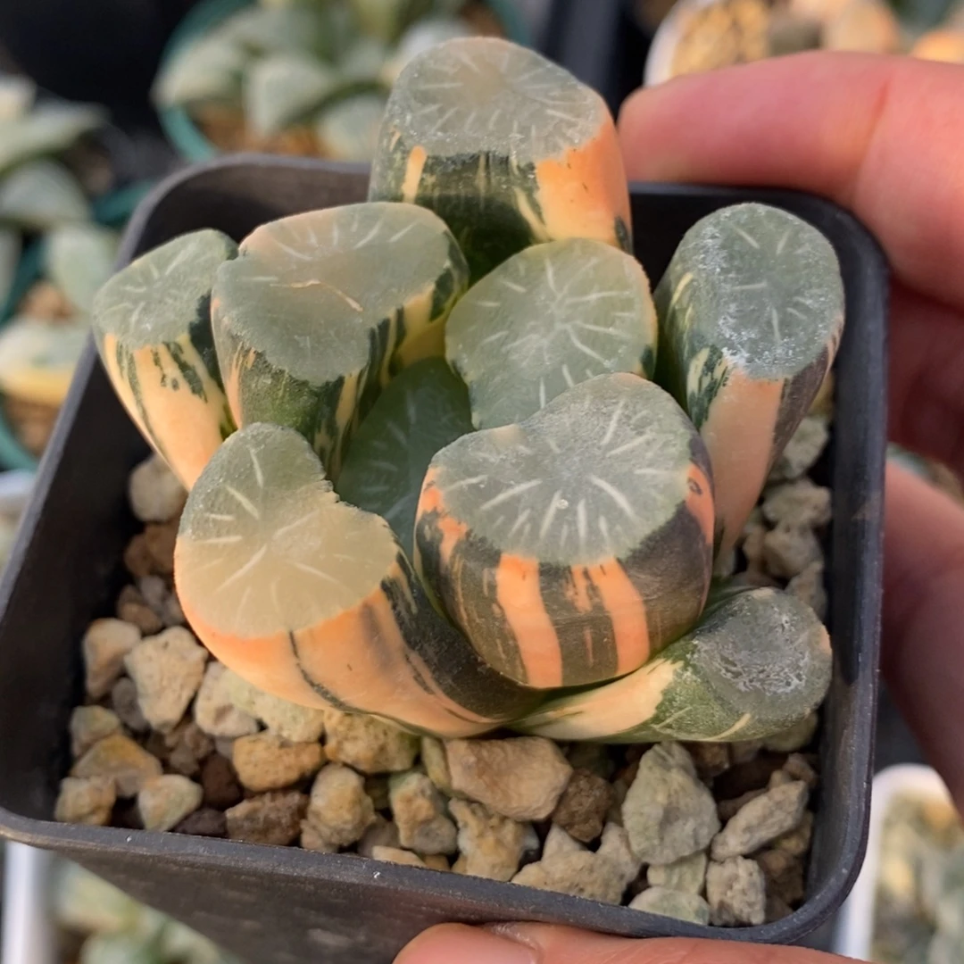 一颗实生白瓷X飞鸟万象锦
