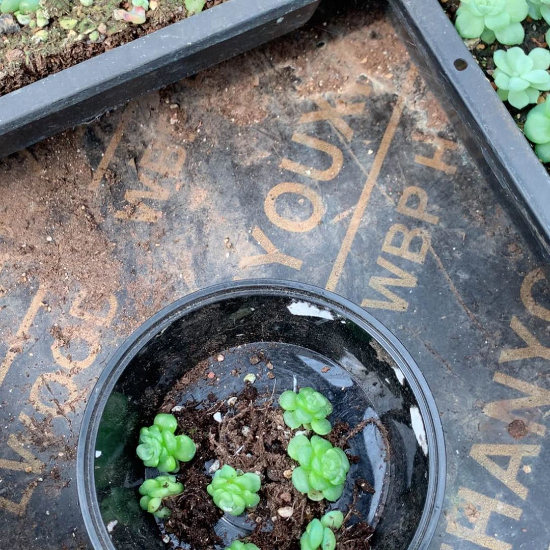 猪***咪无花朵T219月英语英语英语