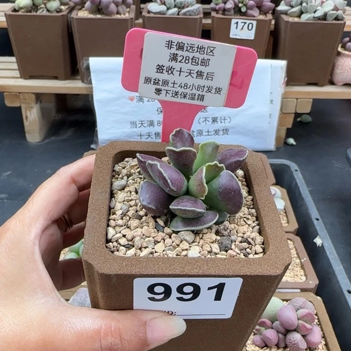 991紫库博多肉植物