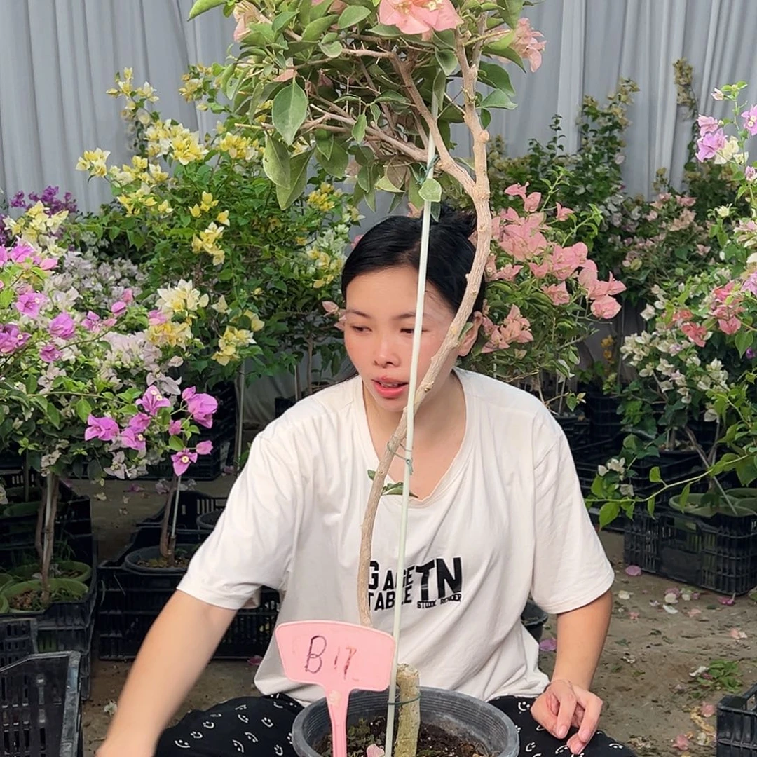 用***3大部分花苞少量开放B17卡