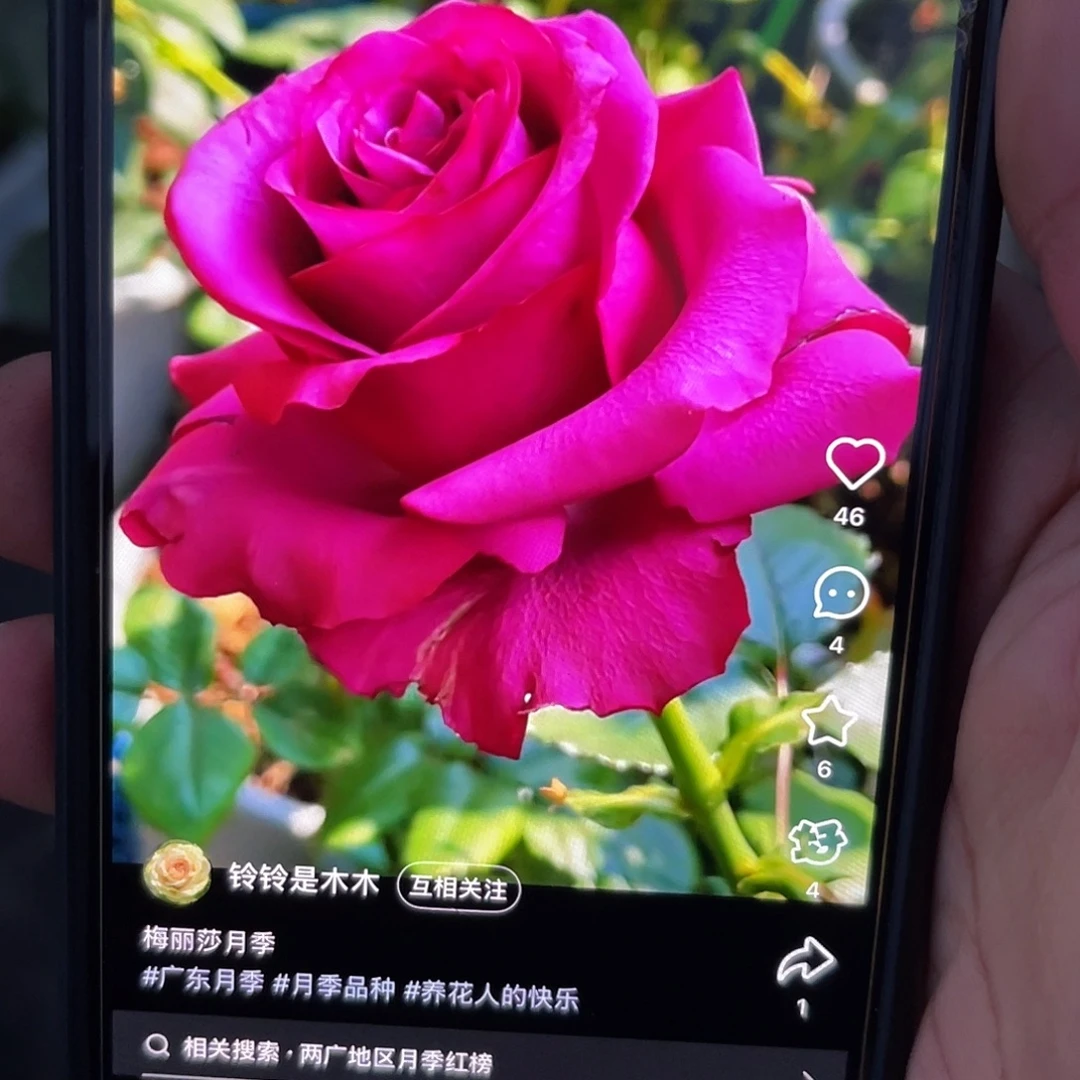 无花朵——-梅丽莎 福利款