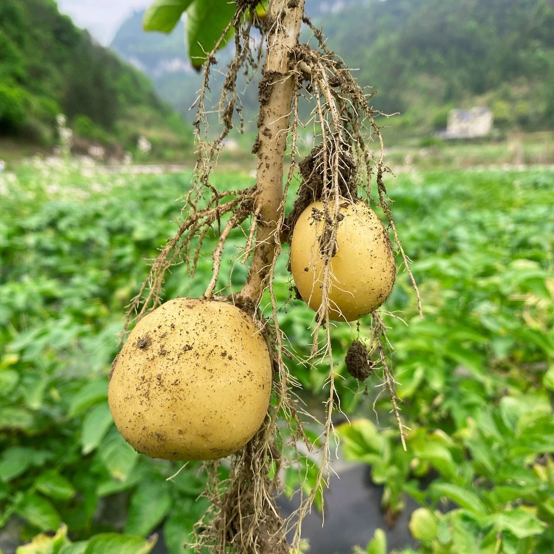 【来龙哥代购】农家果蔬小土豆 蔬菜山货农副产品代购