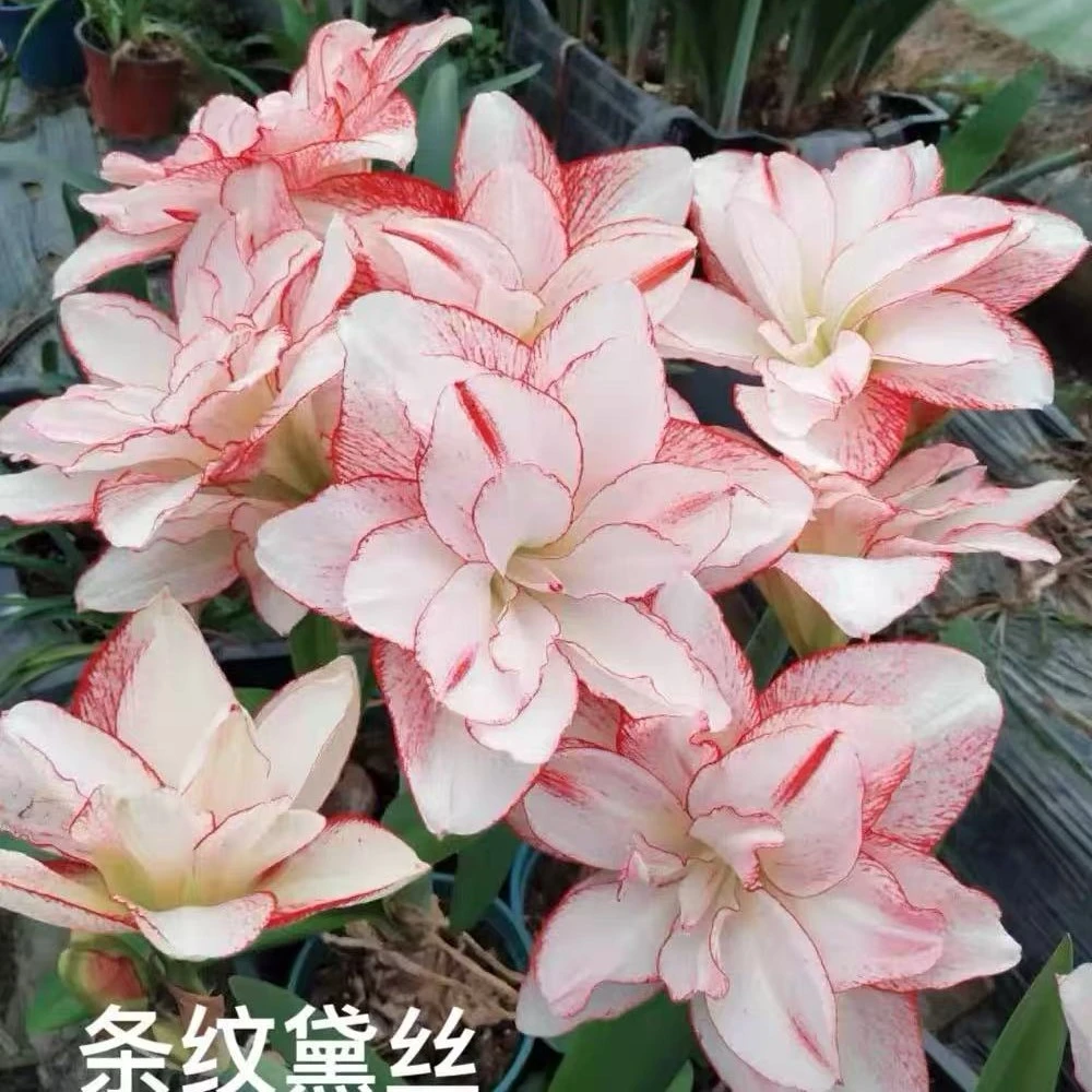 〖条纹黛丝〗朱顶红重瓣 自然球室内外盆栽 好养活