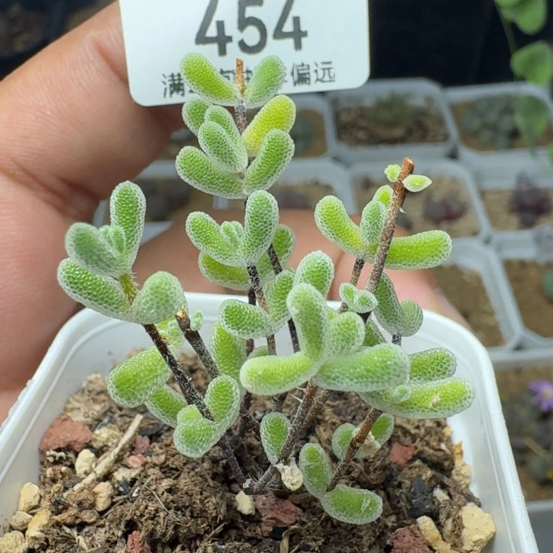 小星星带盆土