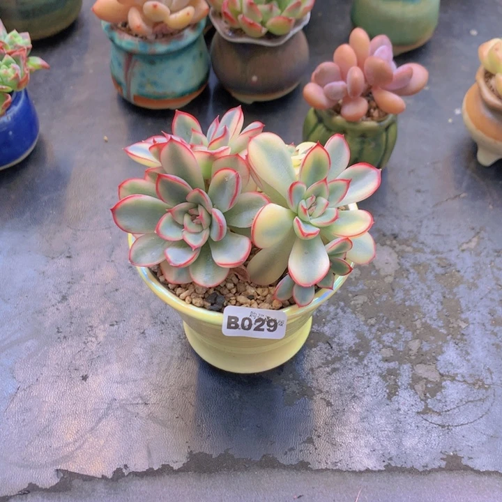 明***纸一物一拍含盆土满38包邮B029