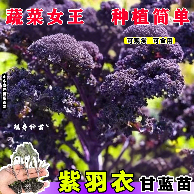 四季可食用绿羽衣甘蓝苗绿紫羽衣粉雨衣甘蓝秧苗种籽秋冬蔬菜苗