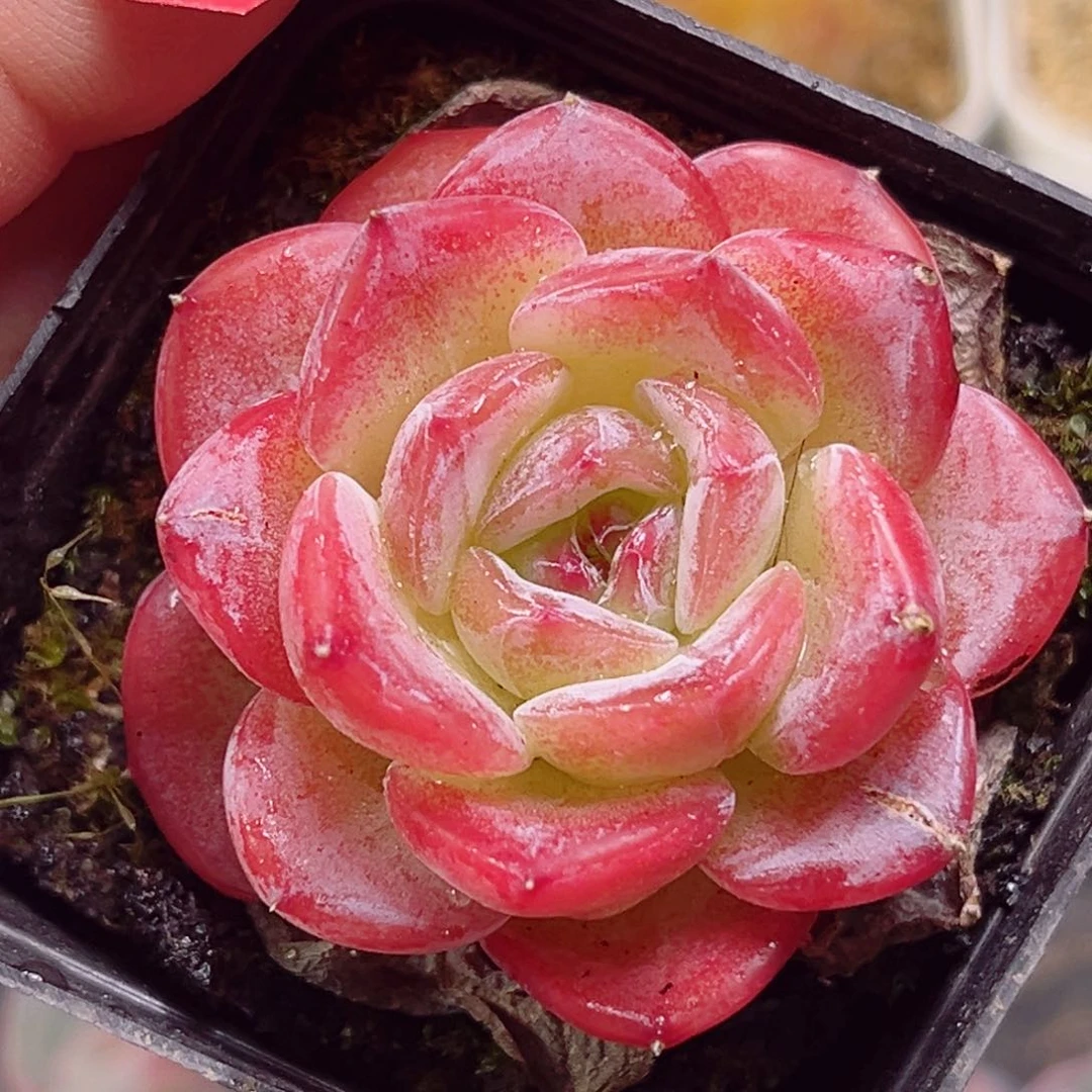 E859一物一拍 冰糖