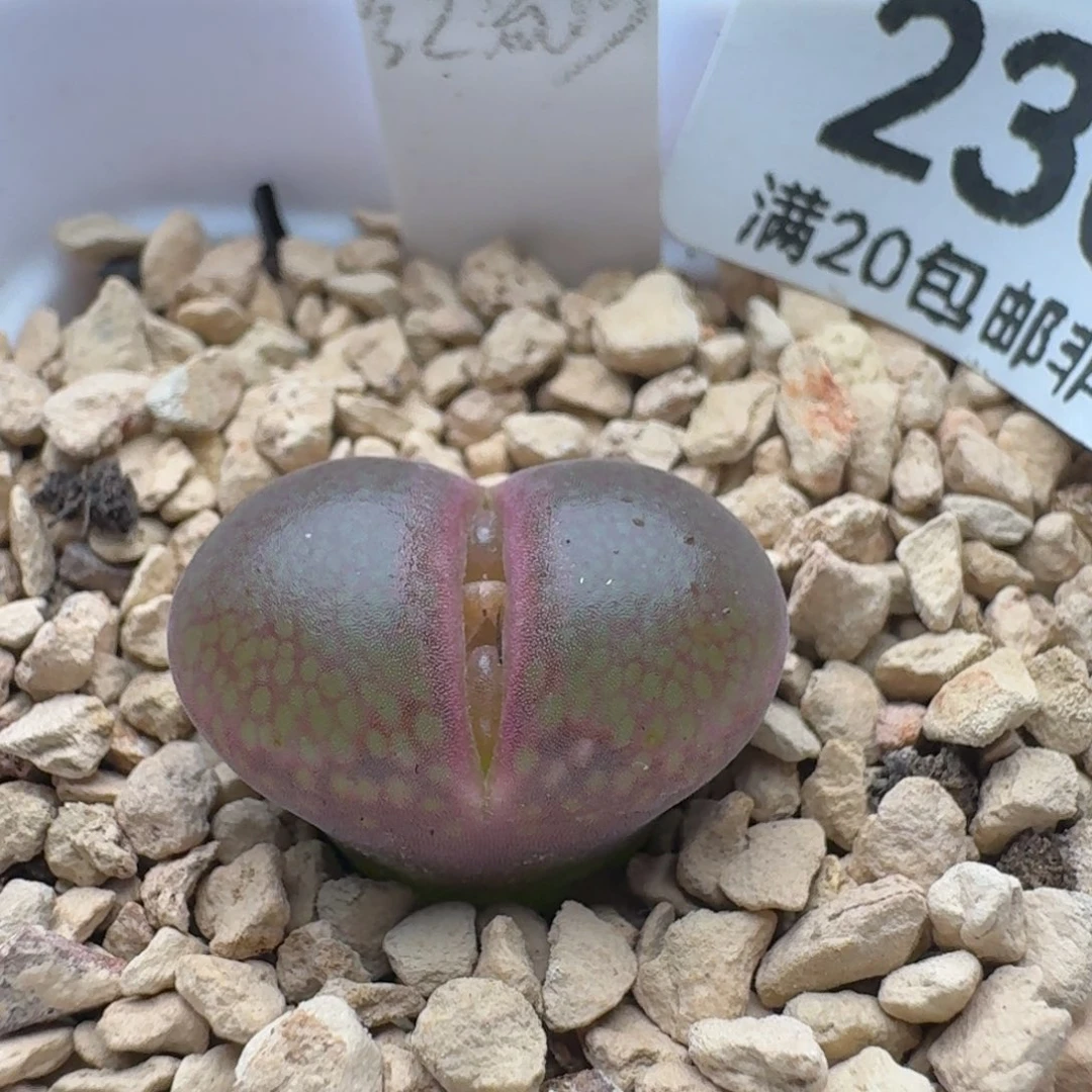 红流沙带盆土。   2302