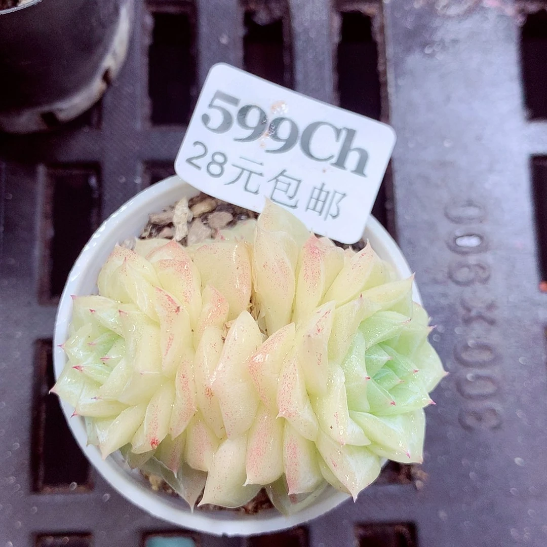 5厘米盆精控多肉599