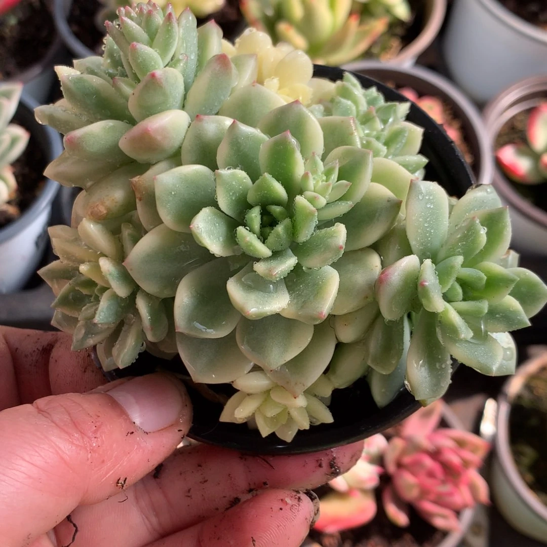 群生马库斯j j j j j j l