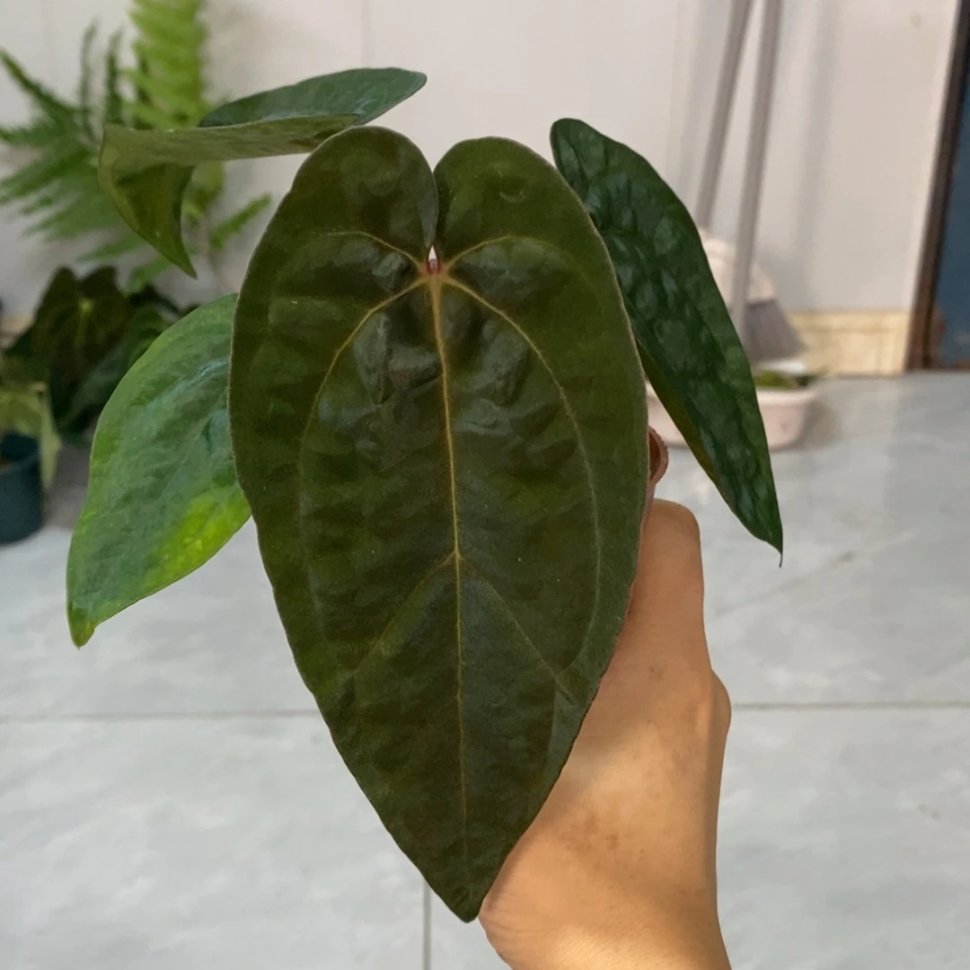 不开花植物41 黑丝绒杂黑凤凰
