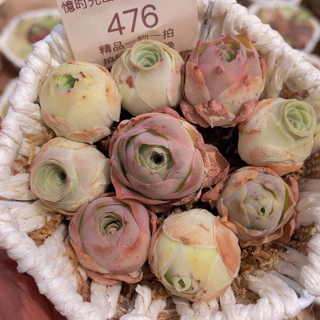 山地玫瑰组合一物一拍10cm476