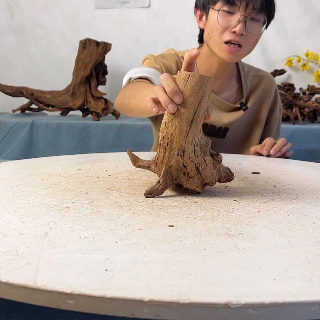 沉木造景寄居蟹造景