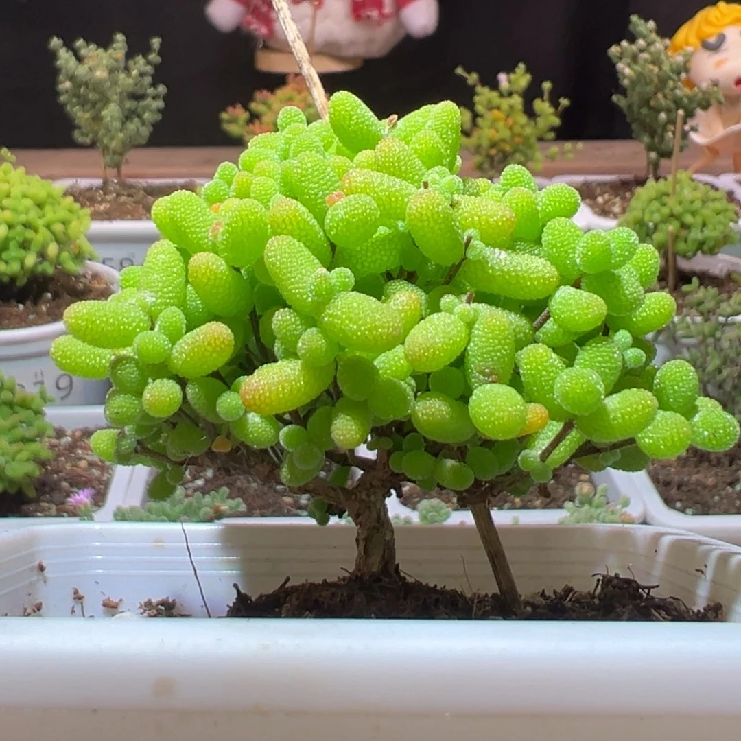 J577金桔带盆土发货一物一拍