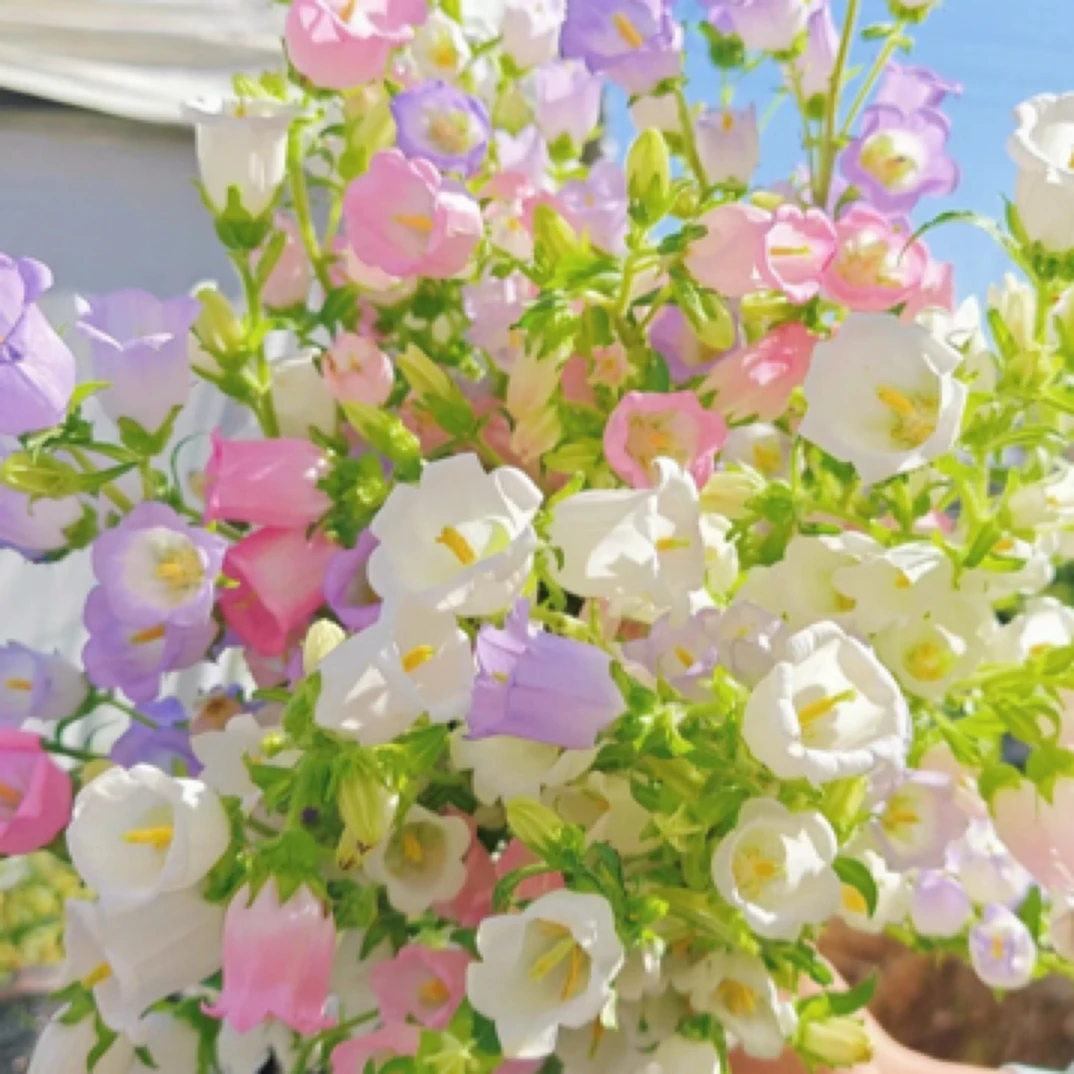 风铃花5支粉色紫色备注