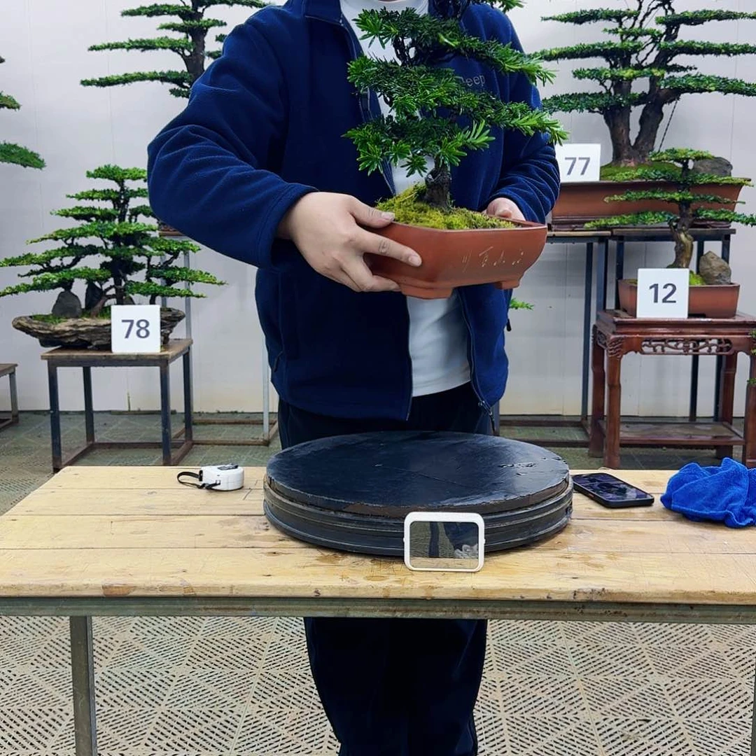 盆景米叶罗汉松盆景