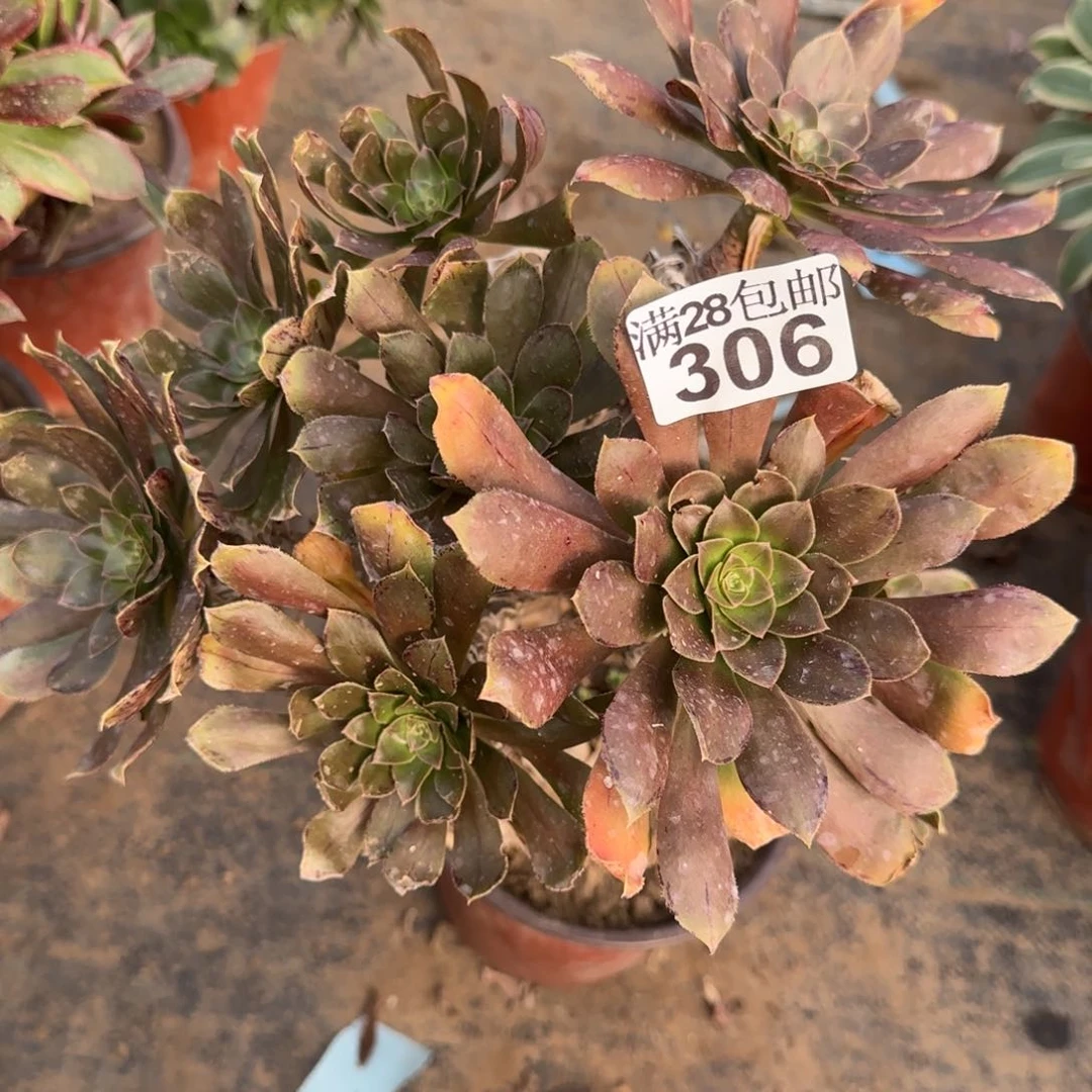 金缕多肉306满28包邮断枝不包