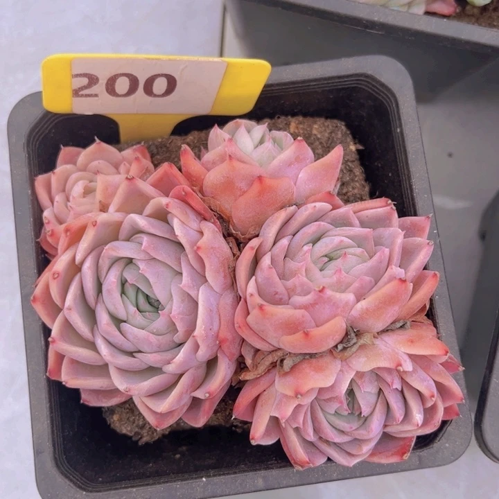 健健康康平平安安