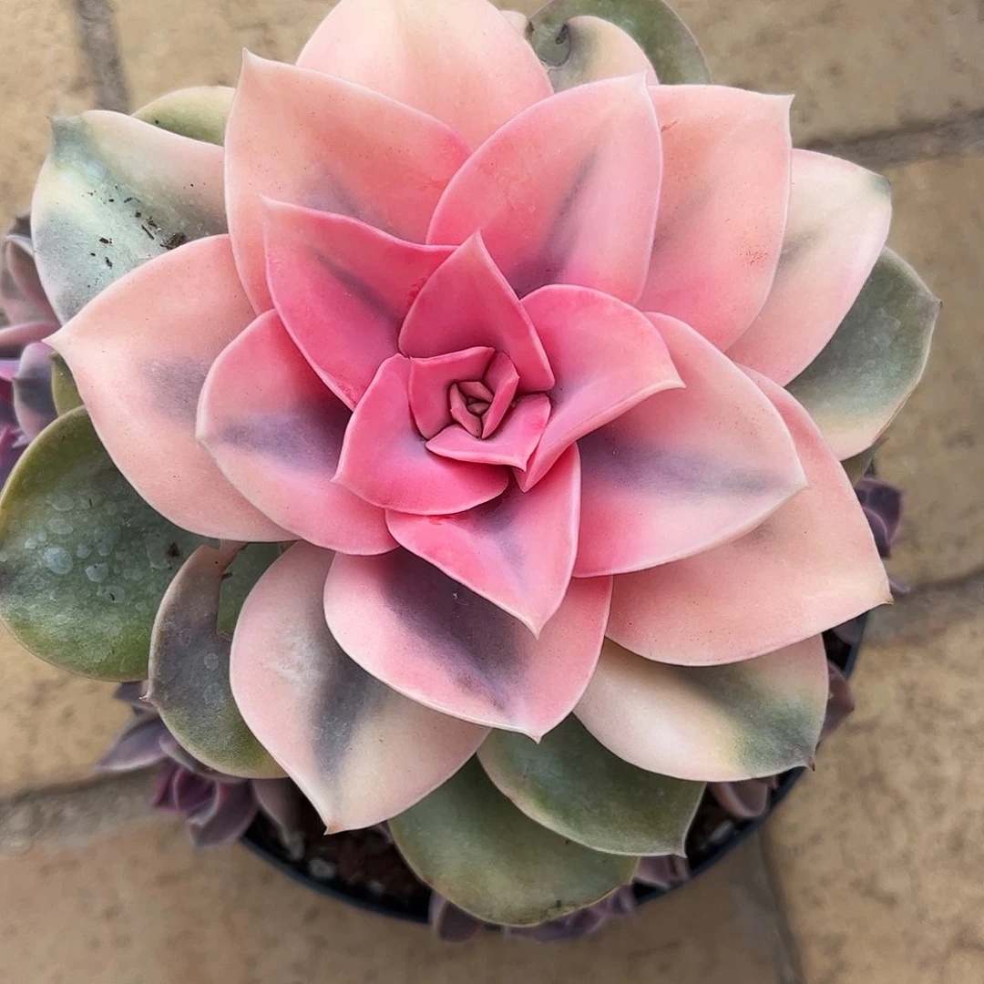 寄养链接的肉肉的