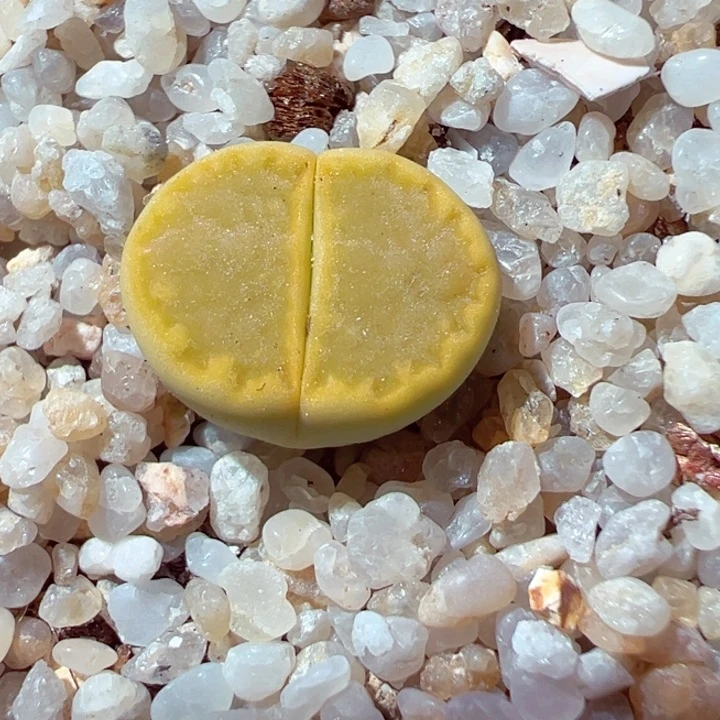 510-103多肉黄巴黎全窗