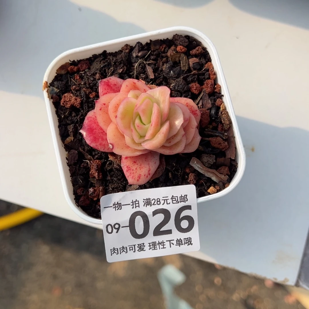 冰玫瑰多肉多肉多肉多肉