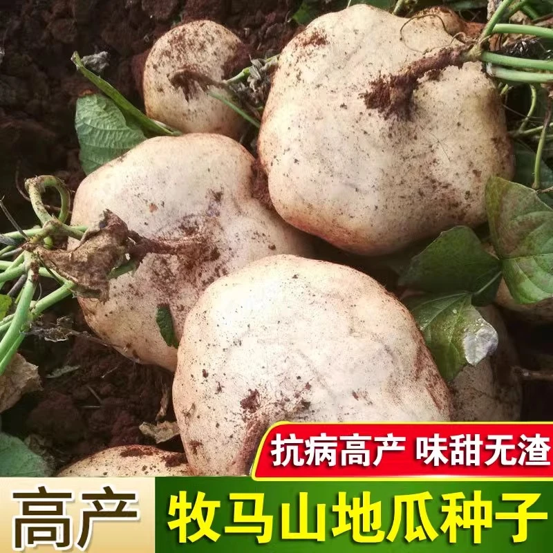 【满五包包邮】牧马山地瓜种子凉薯种子蔬菜种子牧马山凉易种四季