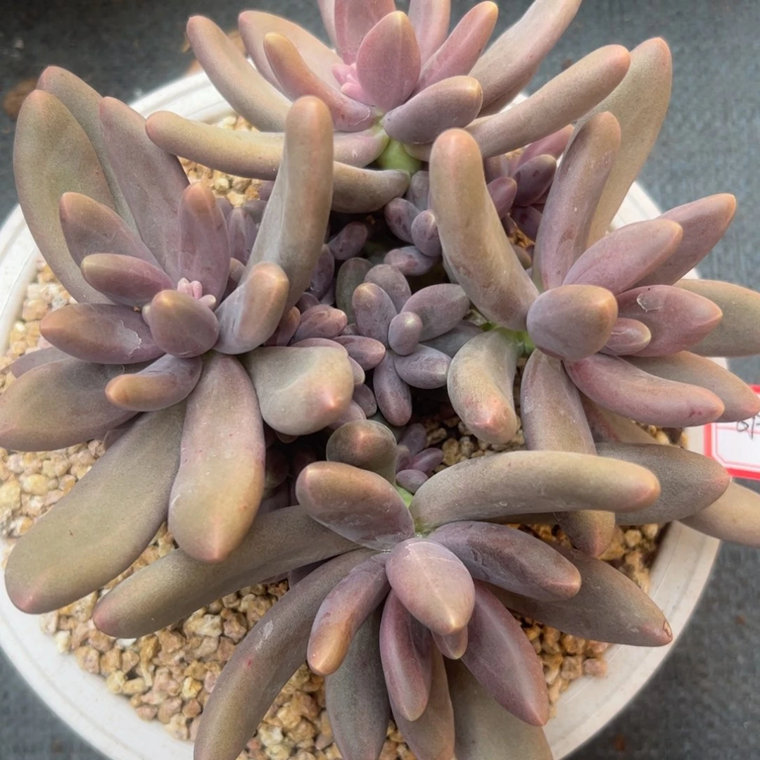 香*吖糖果美人，一物一拍