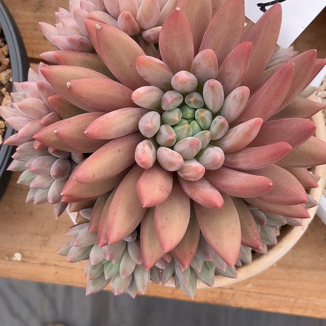 ༺***༻9.22-2红蜻蜓11111111111