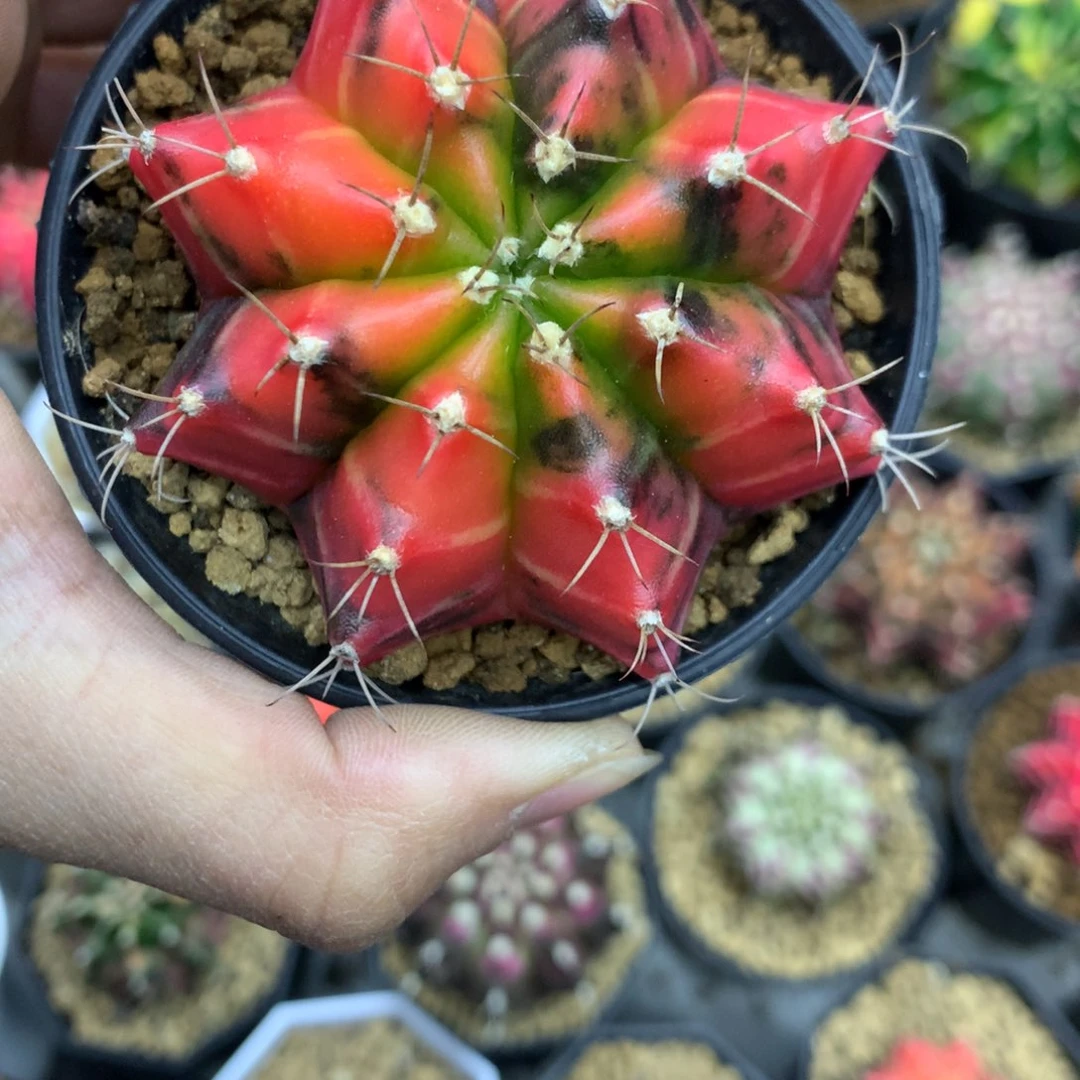 总*仙人球一物一拍30