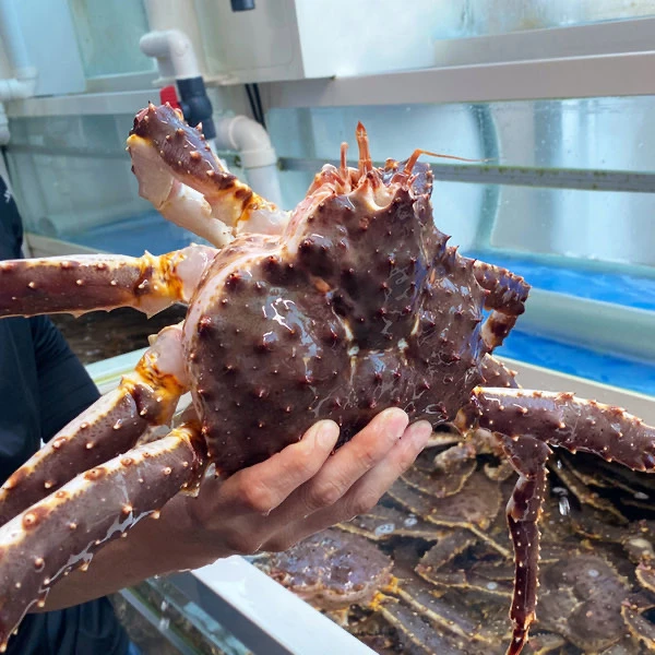 巴伦支海鲜活帝王蟹 威海直发冰鲜帝王蟹 液氮速冻帝王蟹海蟹礼盒