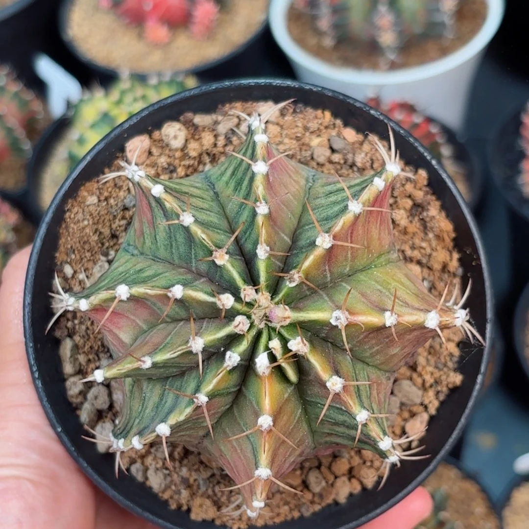 泰系米哈乌贼肋骨实生680