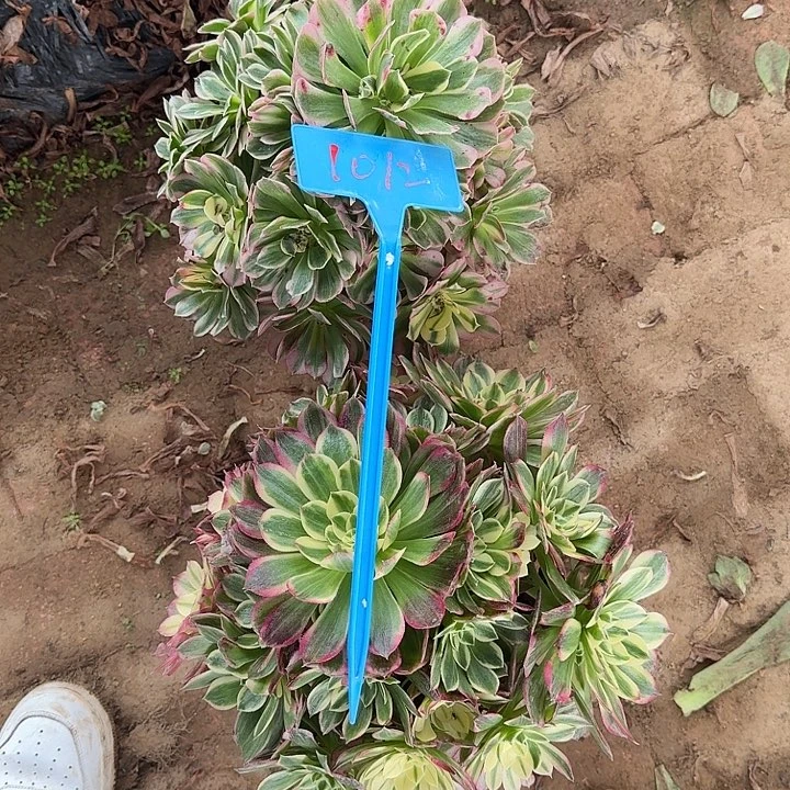 1012海王俩hhhhhhhh