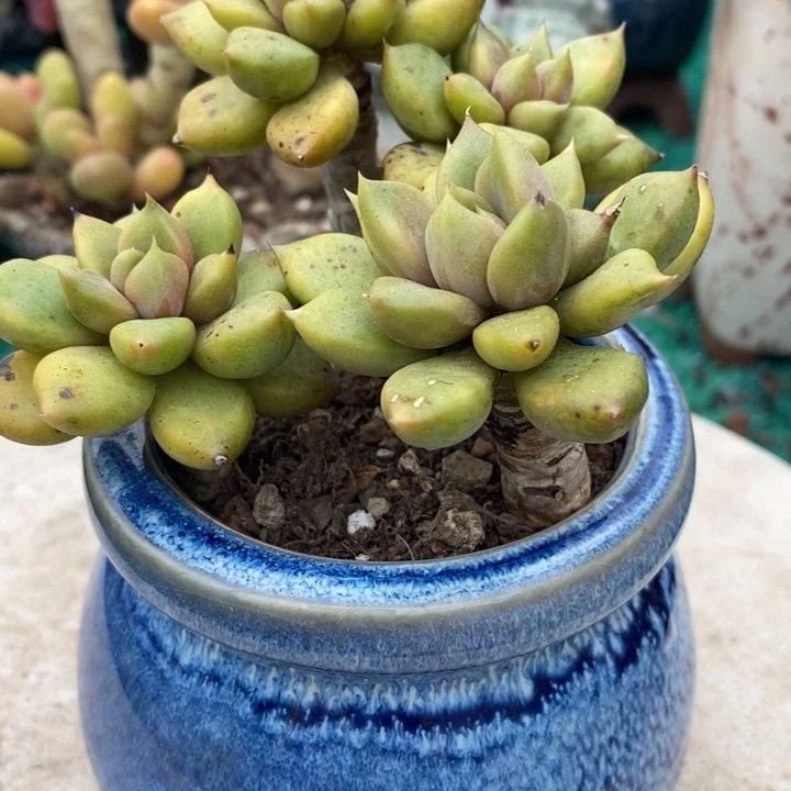 老桩黄金象牙无砍多肉