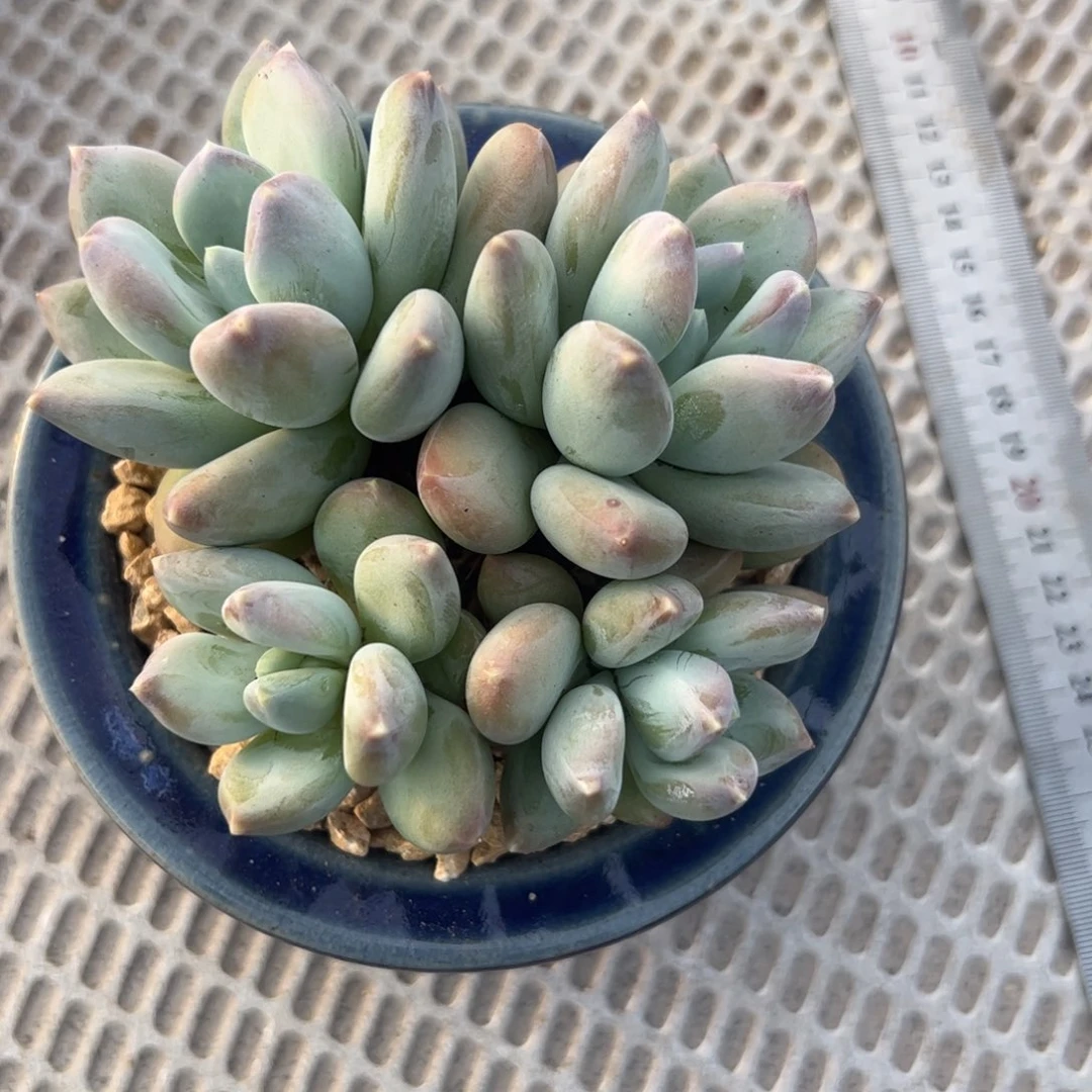棠***糖多肉植物多肉植物