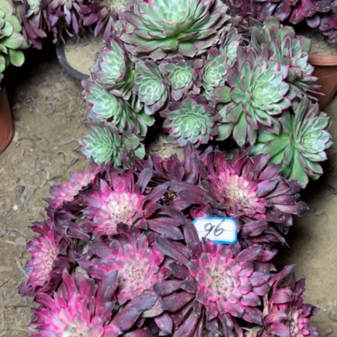 【闪购商品】此****远多肉植物两个血姬，莲花96