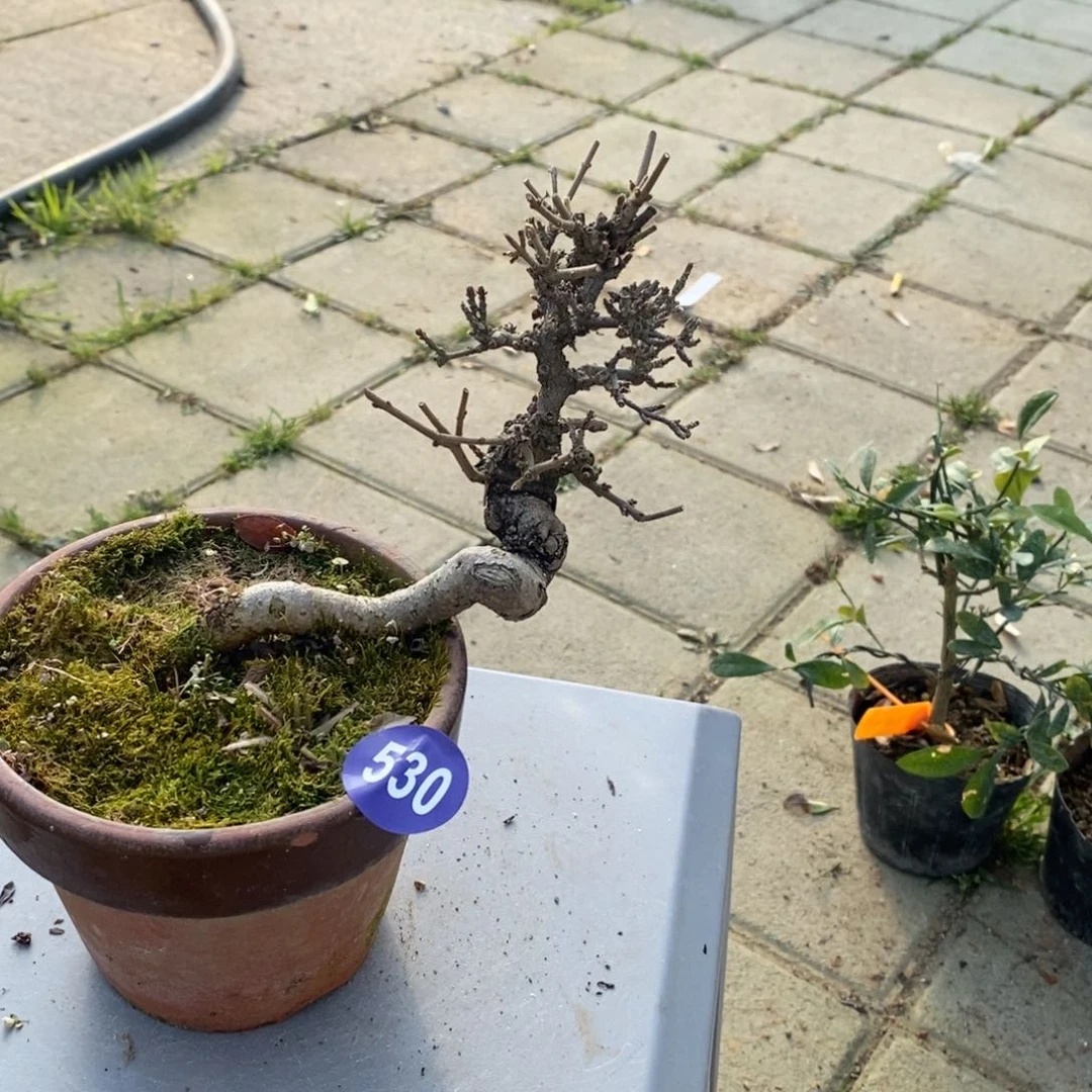 红陶熊***猫红红火火过大年530