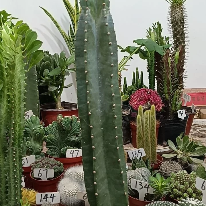 无花朵量天尺      35元