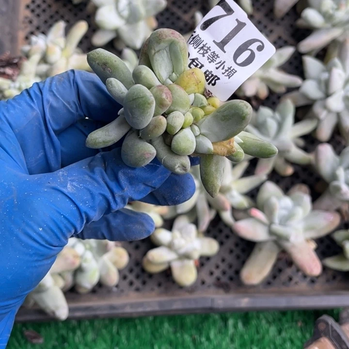 栗*716号拇指多肉植物