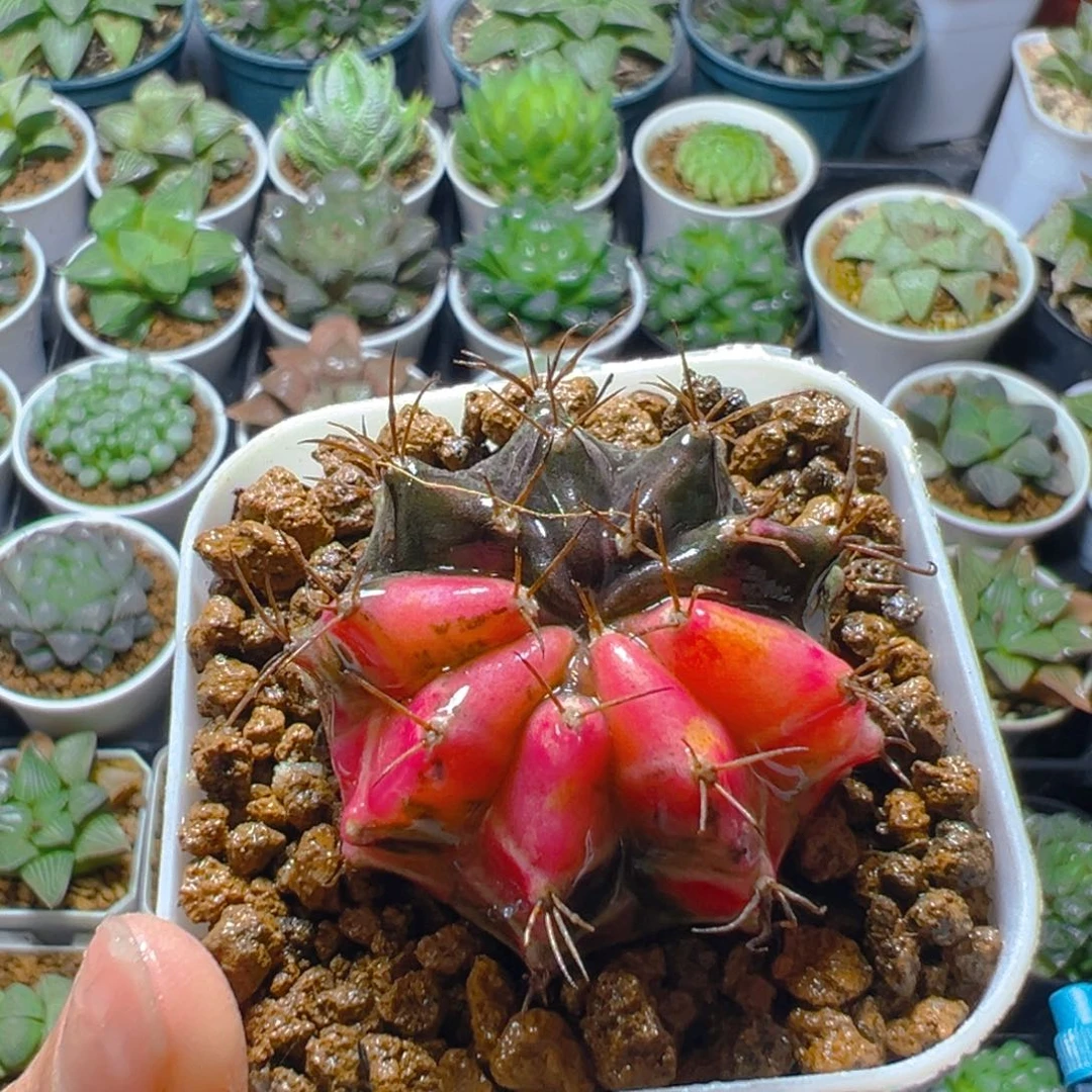 肋骨牡丹多肉多肉多肉