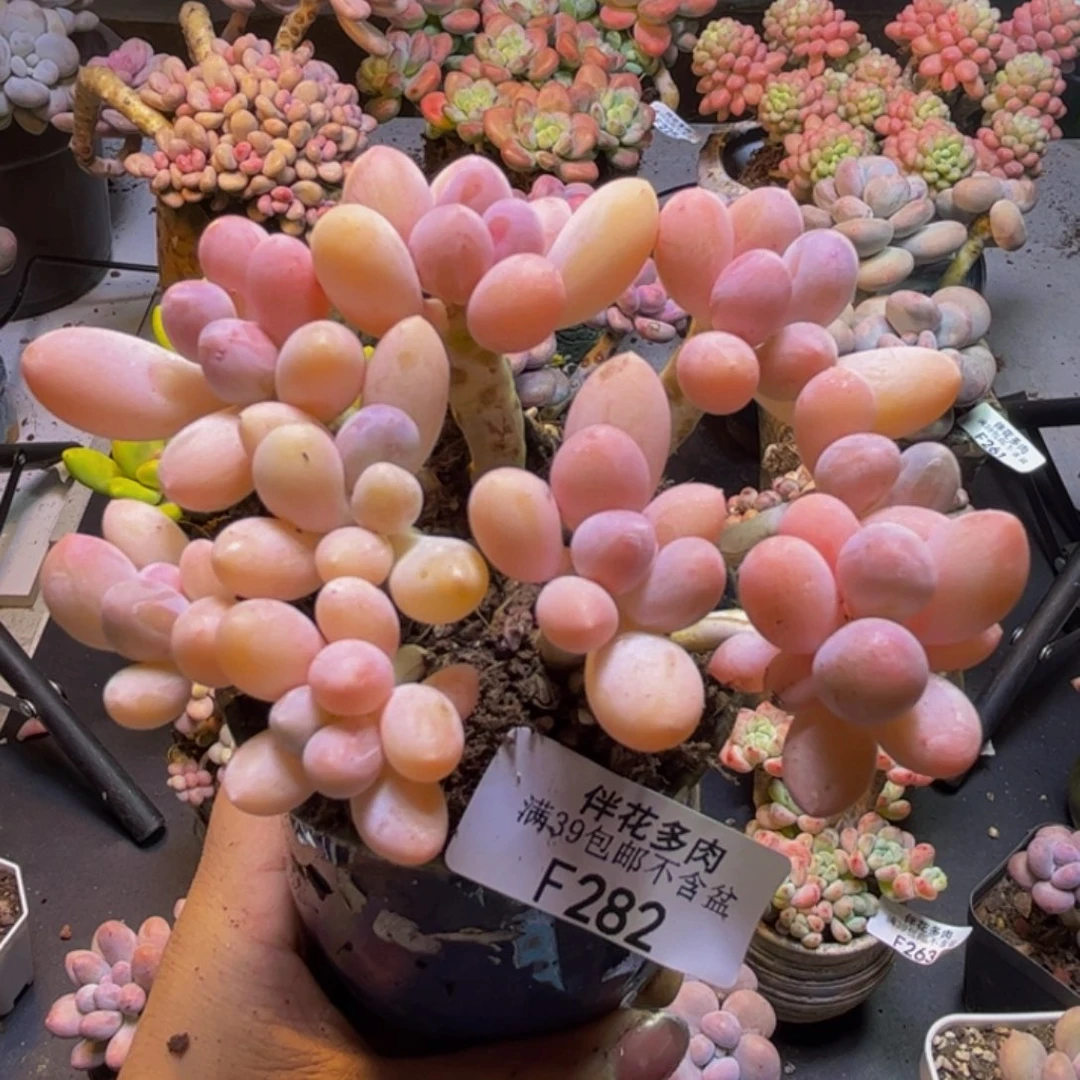 黄金手指奶酪282/9cm