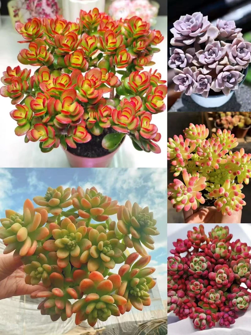 W大老桩摇钱树组合【年宵纳福】室内室外好养适合新手云南基地直发