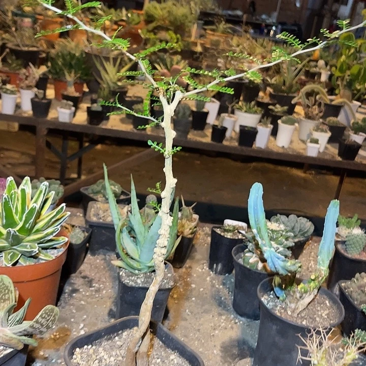 无花朵象足漆树一物一拍下单包邮