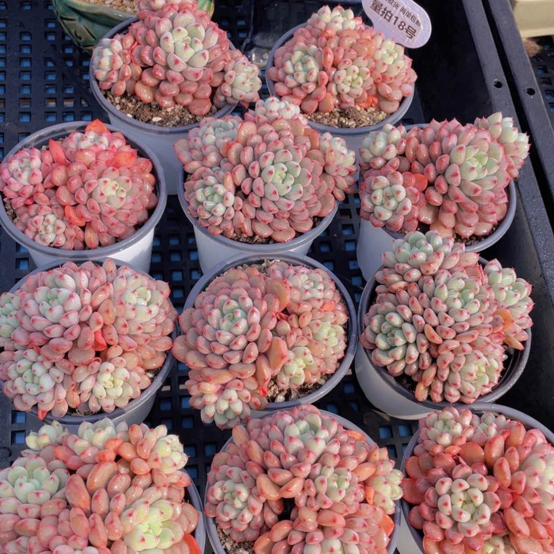 量拍18号雪桃母本大群生一个