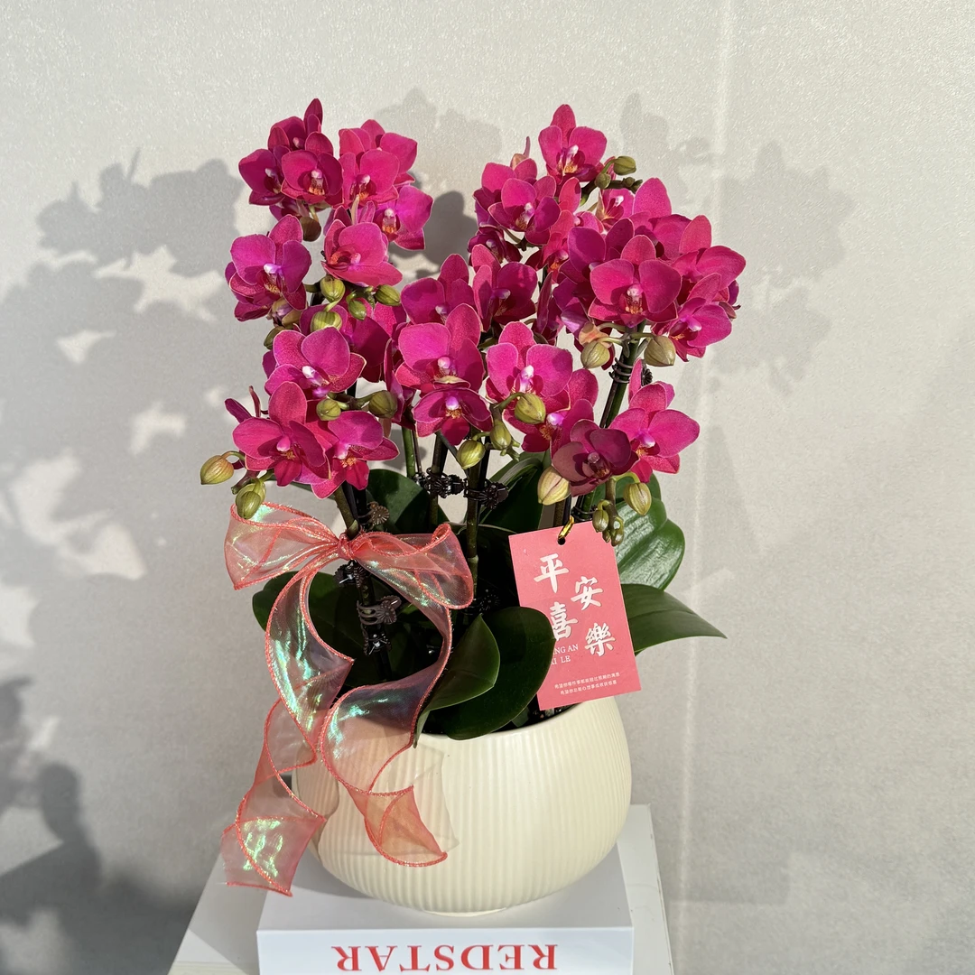 蝴蝶兰《暖阳》红色喜庆年宵爆款 苗情优质叶片碧绿 基地直发