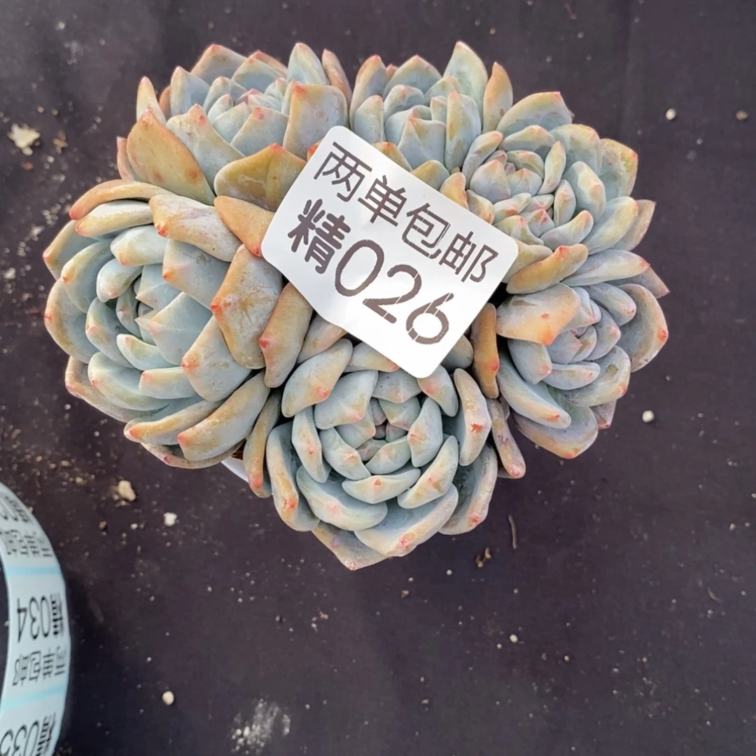 哈哈哈哈哈哈哈026