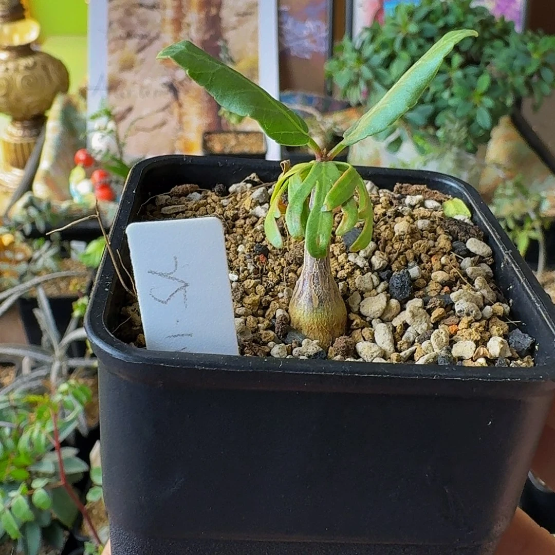 实生比弗然裂榄顺丰空运包邮 寄养