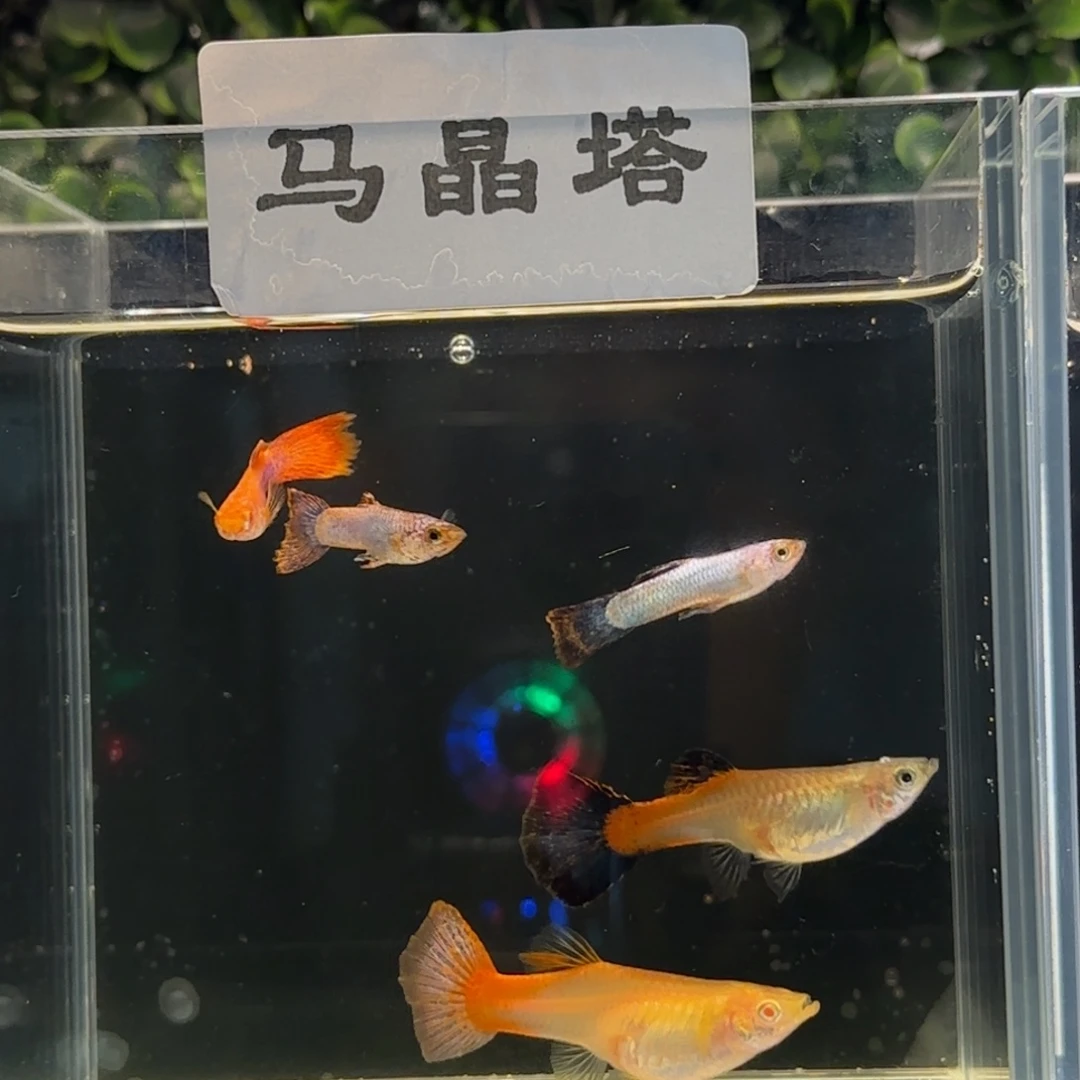 孔雀鱼马晶塔三公两母