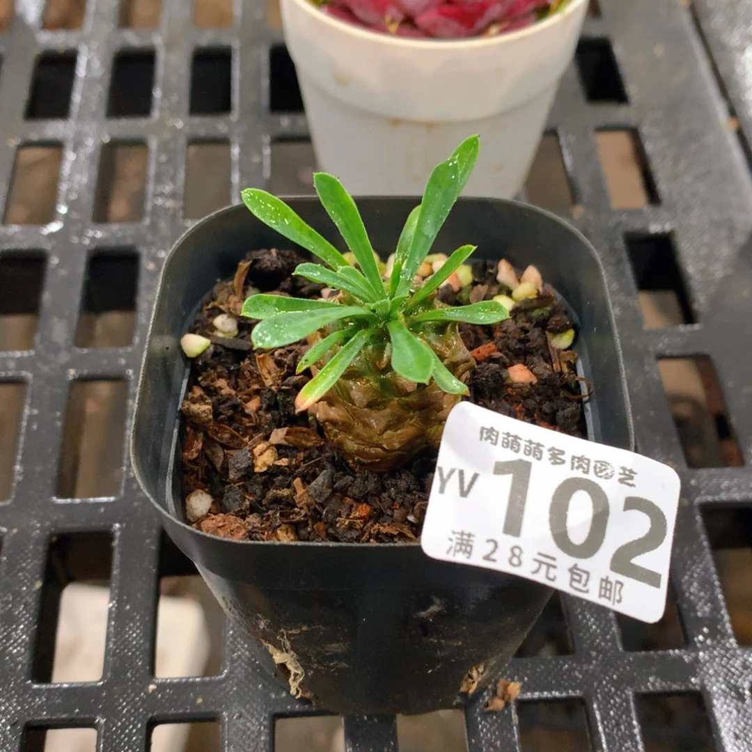 肉萌萌拇指盆精控多肉YV102