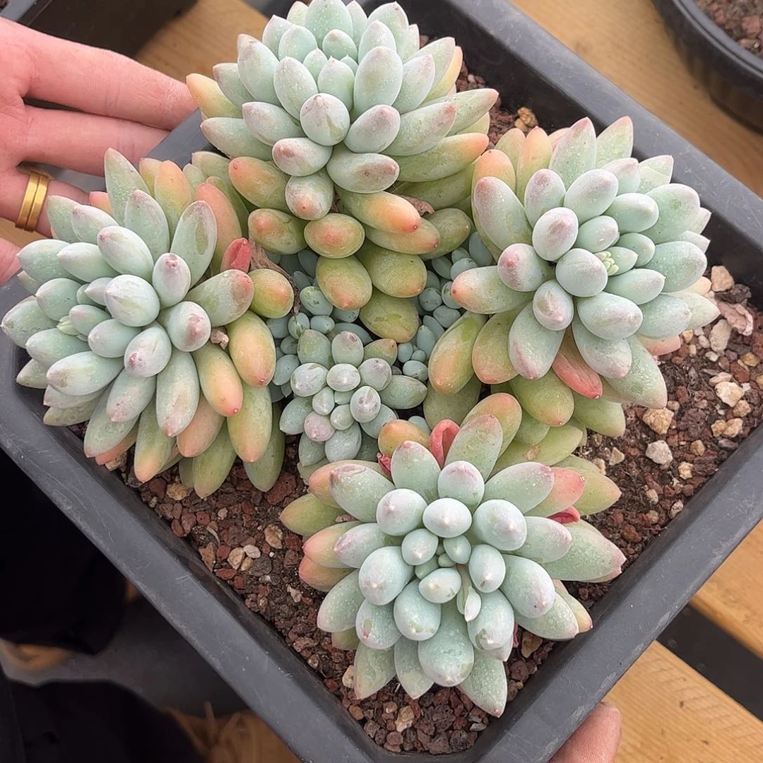 七彩奶糖。
