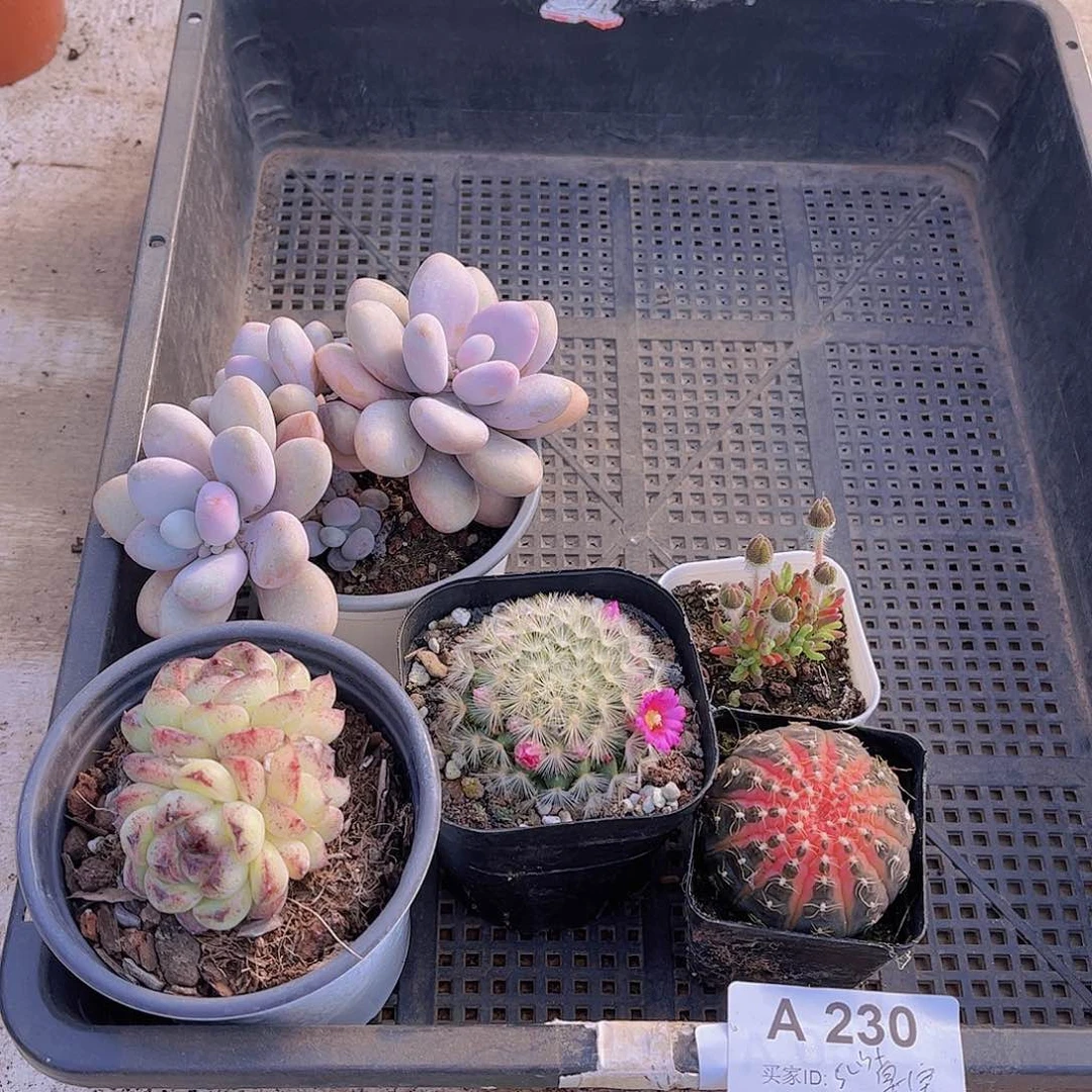 多肉230多肉植物